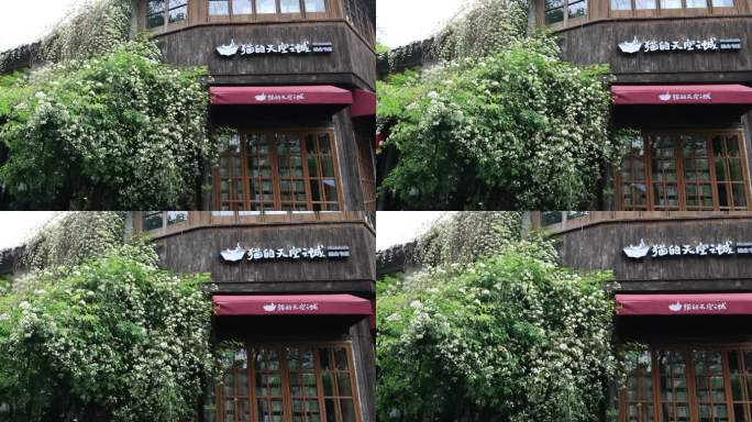 谷雨唯美古街木香花花海清晨雨天苏州平江路