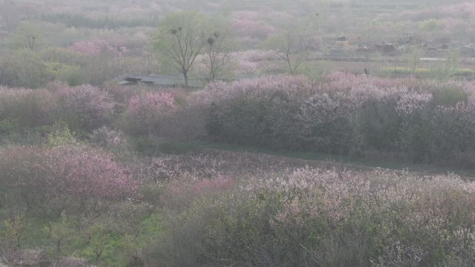 航拍威海经区崮山镇盐滩村春季山野桃花