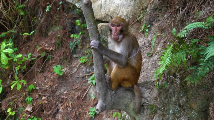 山林猴子吃水果机敏