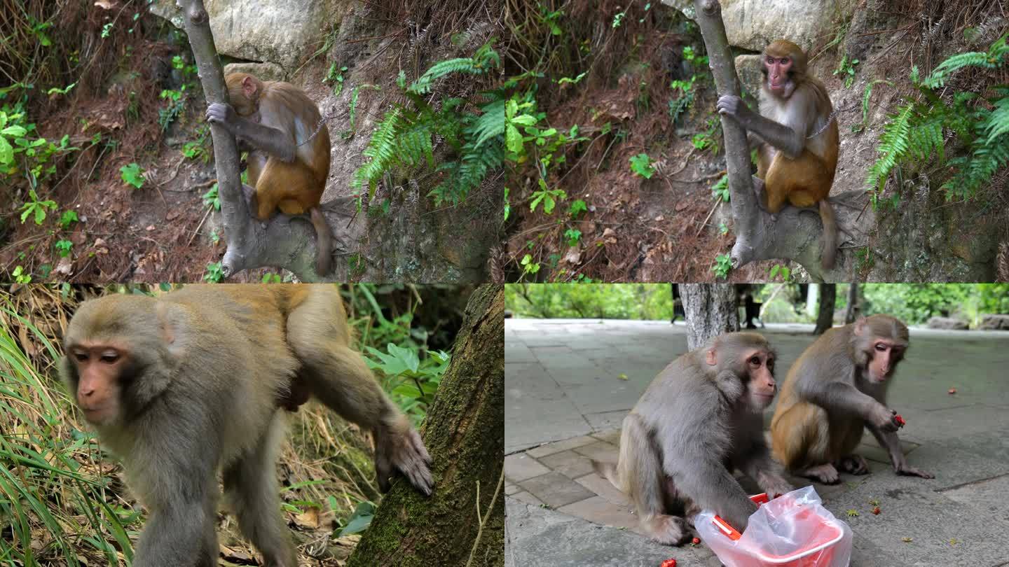 山林猴子吃水果机敏