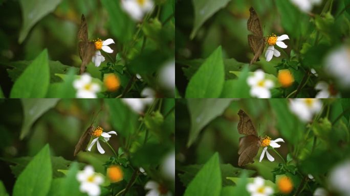 蝴蝶白花鬼针草开花春雷春雨春天2716