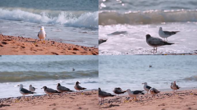海滩海鸥1
