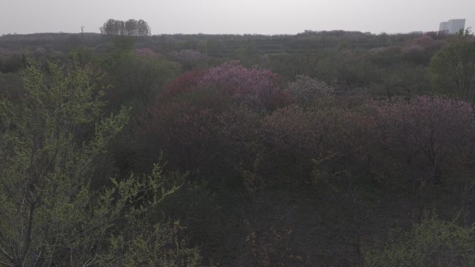 航拍威海经区崮山镇盐滩村春季山野桃花