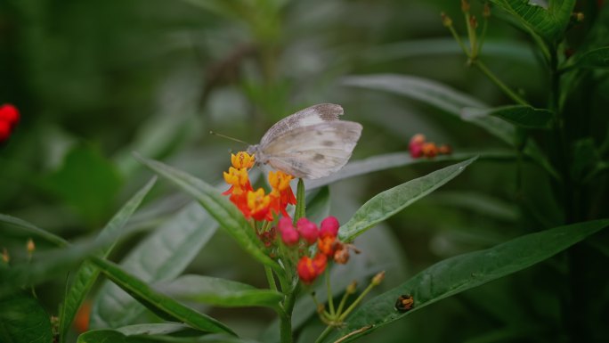 蝴蝶春天公园花开春风马利筋红花2671