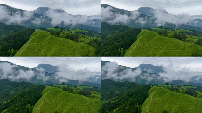 眉山市洪雅县瓦屋山复兴茶山航拍大范围延时