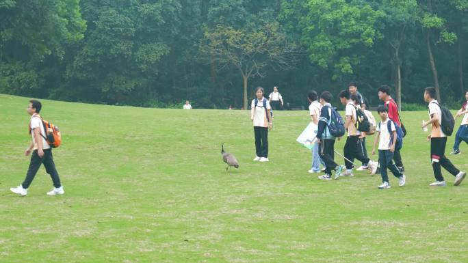 小学生春游，户外踏青，与孔雀互动