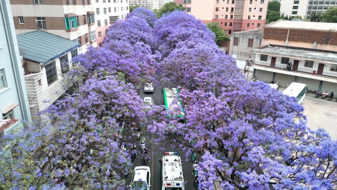 蓝花楹4k昆明教场中路蓝花楹城市花园