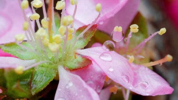 春雨 桃花 小雨 落花 唯美