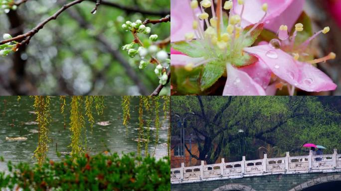 春雨 桃花 小雨 落花 唯美