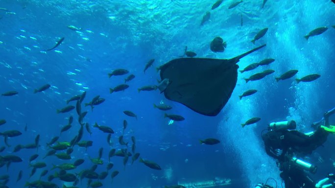 亚特兰蒂斯水族馆