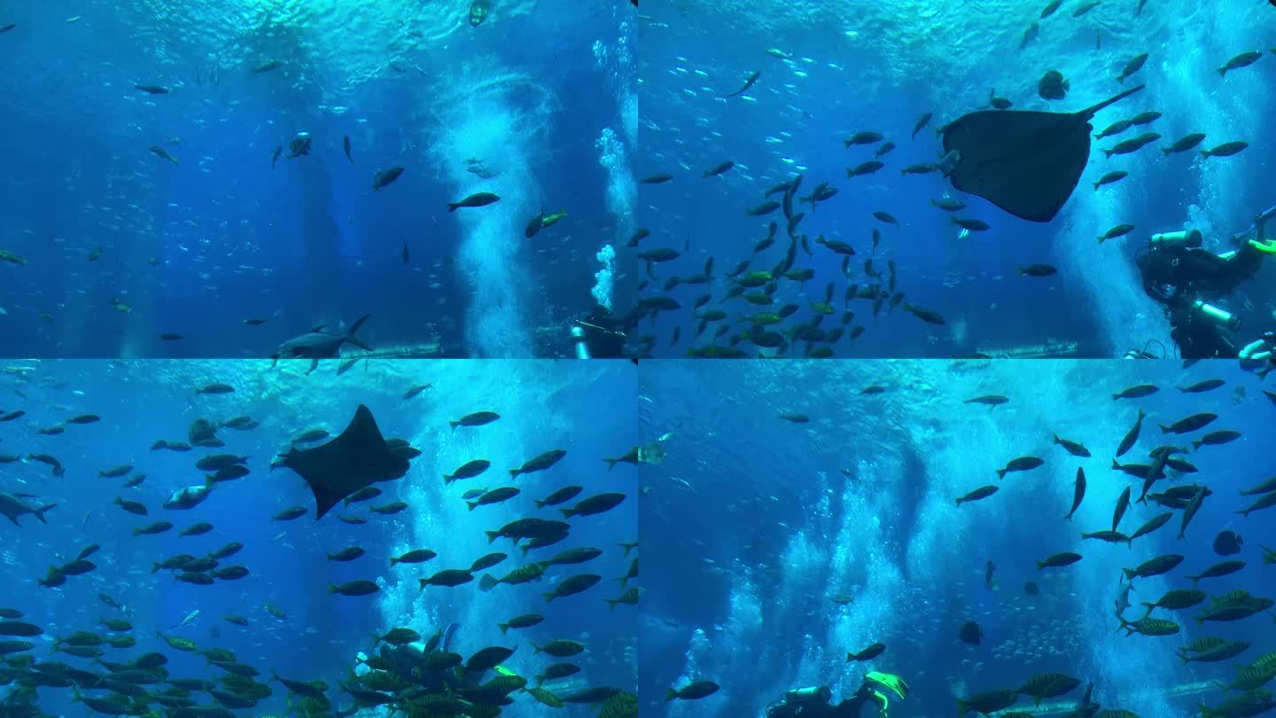 亚特兰蒂斯水族馆