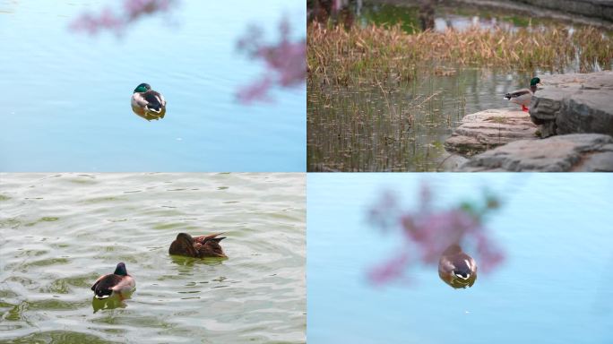 春天公园野鸭子