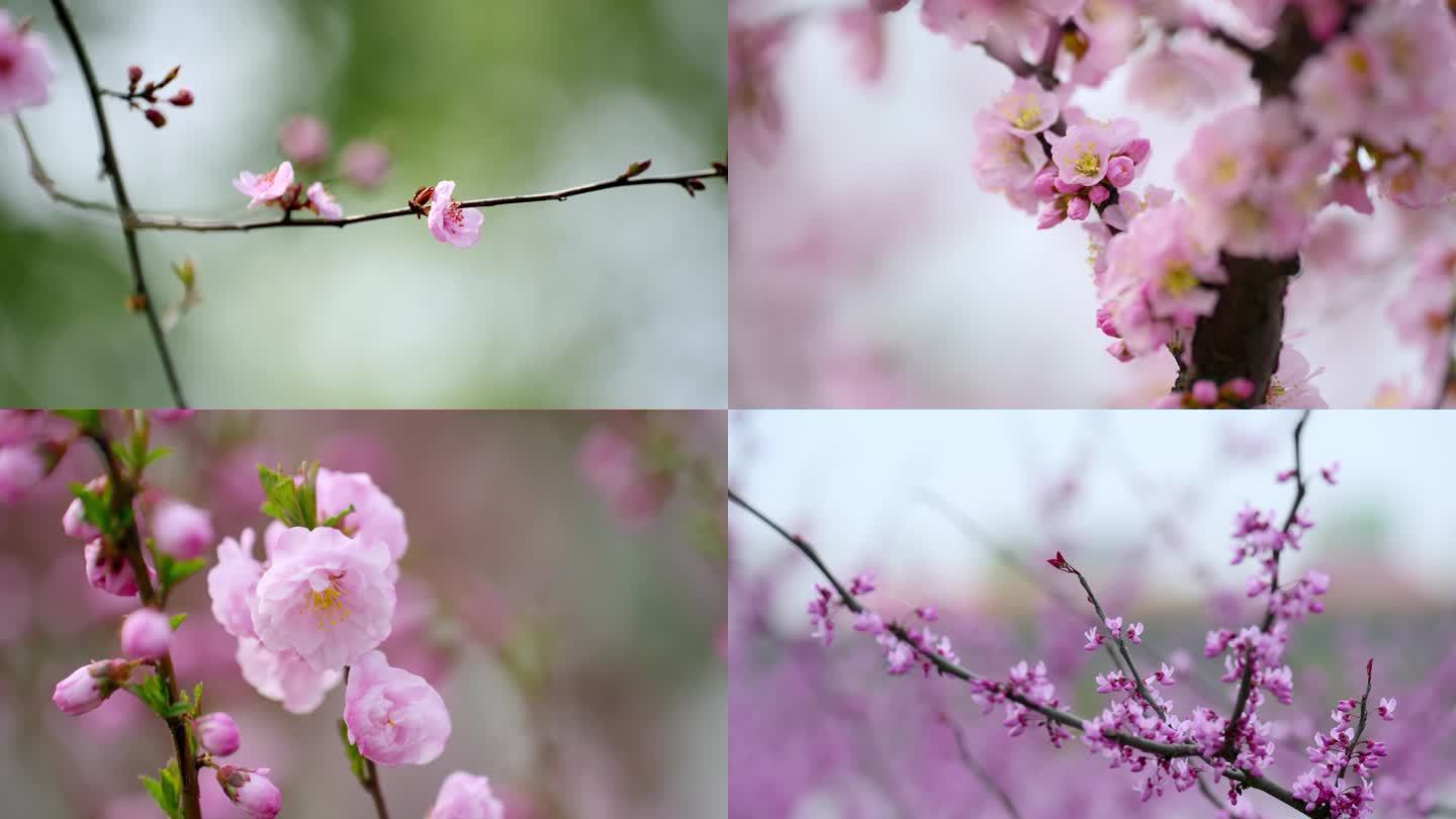 武汉樱花桃花