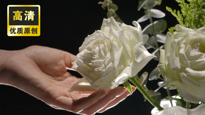 白玫瑰展示收托起玫瑰花抚摸玫瑰花