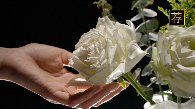 白玫瑰展示收托起玫瑰花抚摸玫瑰花