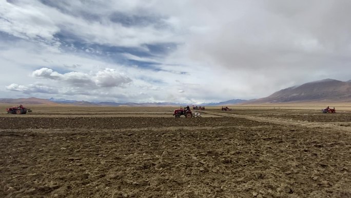 西藏 农耕 开垦土地 青稞种植