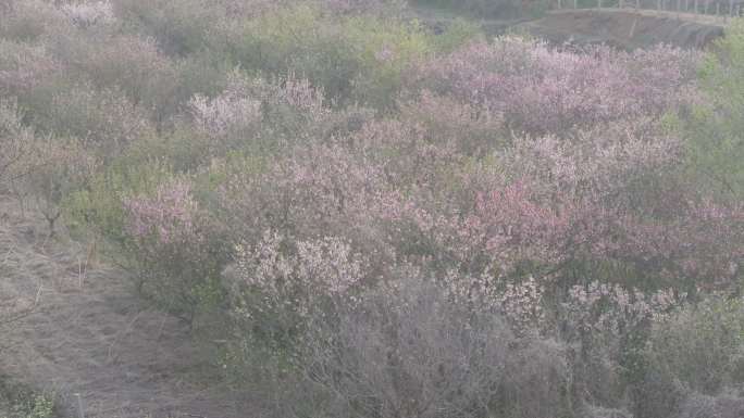 航拍威海经区崮山镇盐滩村春季山野桃花