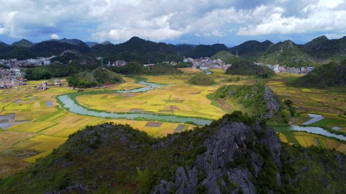 金黄的水稻、山水美景、丰收的稻田航拍