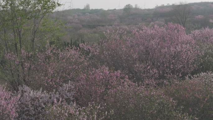 航拍威海经区崮山镇盐滩村春季山野桃花