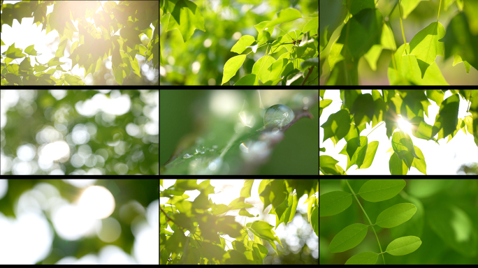阳光树叶植物光影写意美好空镜
