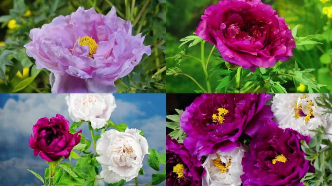 十大名花牡丹多个品种开花延时摄影合集
