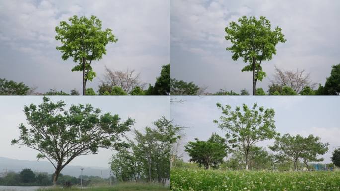 风吹树叶，空镜素材