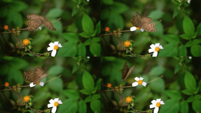 蝴蝶白花鬼针草开花春雷春雨春天2715