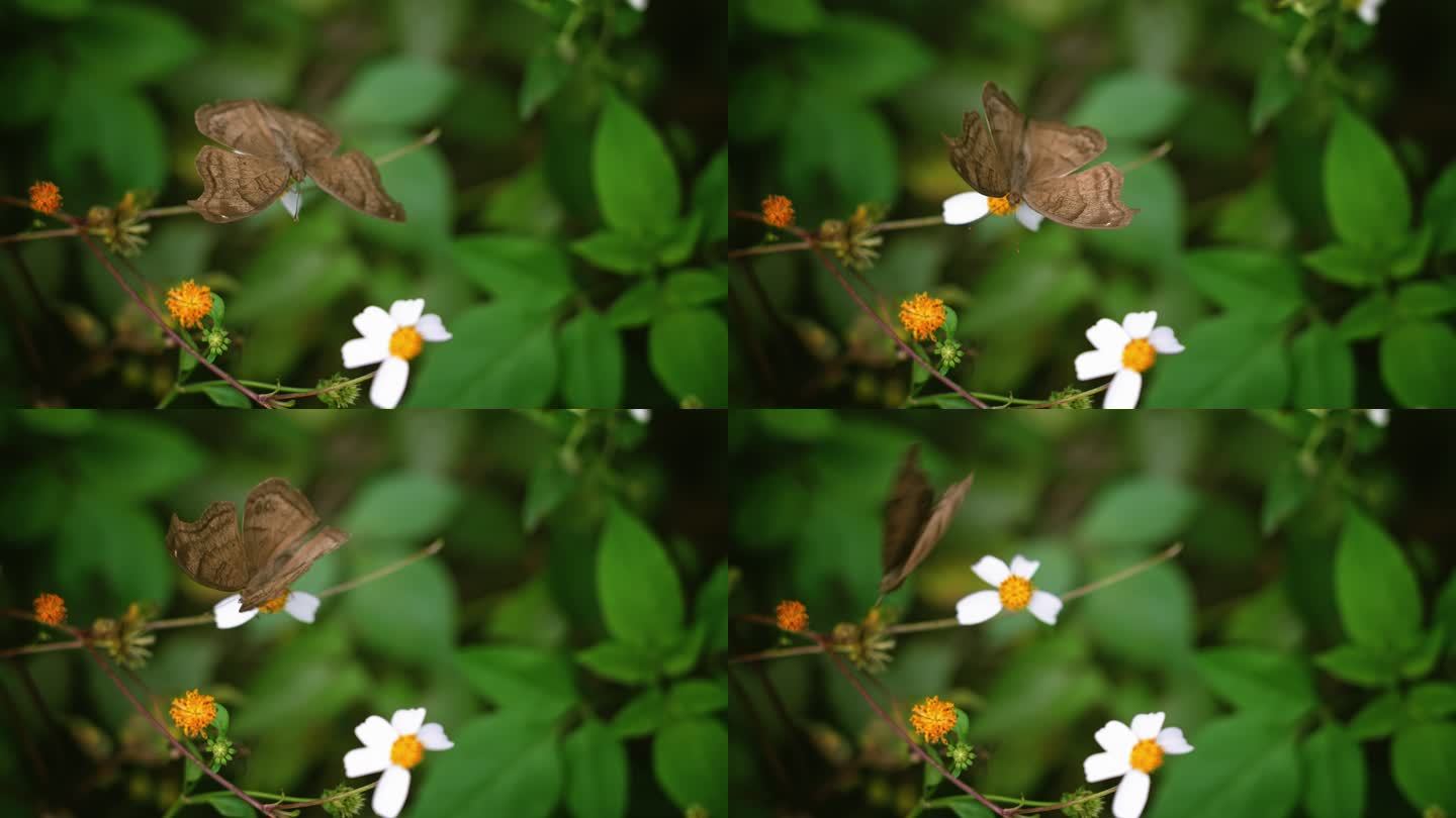 蝴蝶白花鬼针草开花春雷春雨春天2715