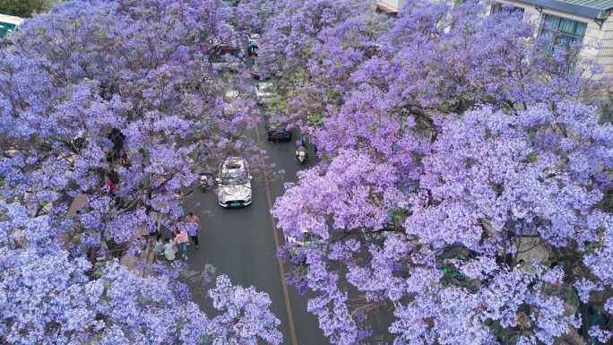 蓝花楹2024昆明教场中路蓝花楹