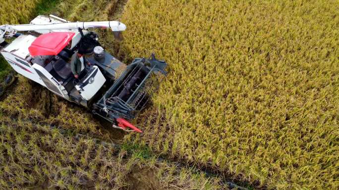 大型农业收割机在农田里收割水稻4k航拍