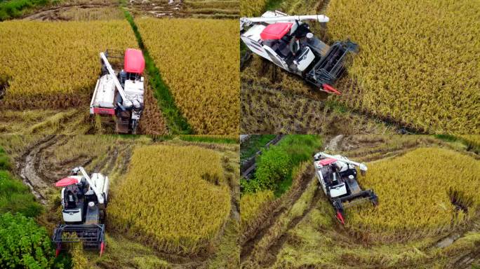 大型农业收割机在农田里收割水稻4k航拍