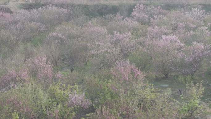 航拍威海经区崮山镇盐滩村春季山野桃花