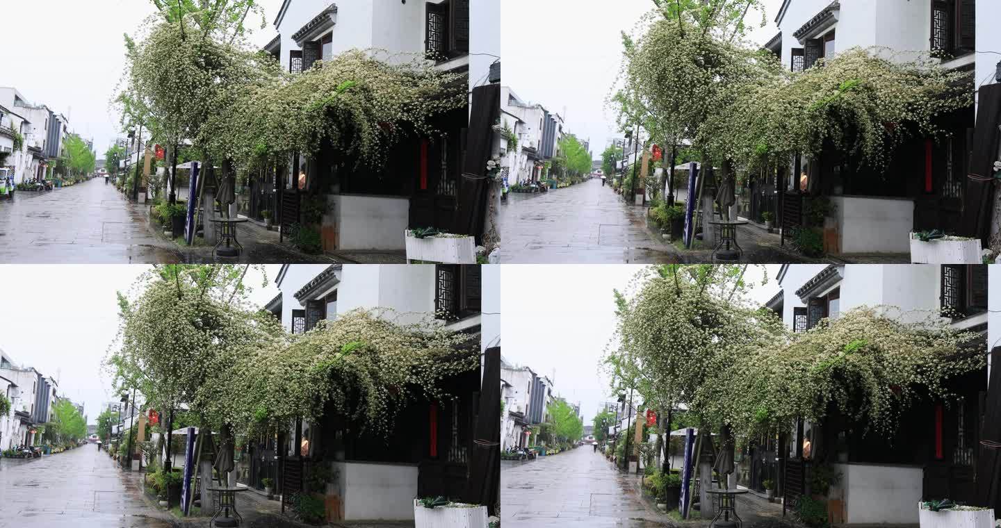 谷雨唯美古街木香花花海清晨雨天苏州平江路