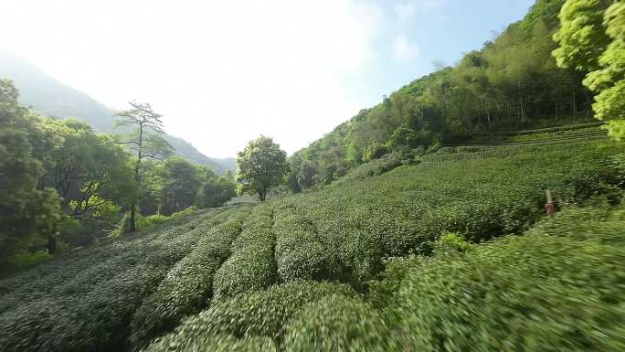 杭州梅家坞龙井茶园穿越机航拍