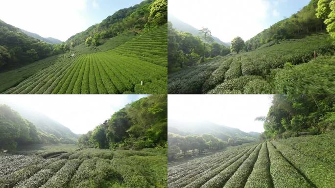 杭州梅家坞龙井茶园穿越机航拍