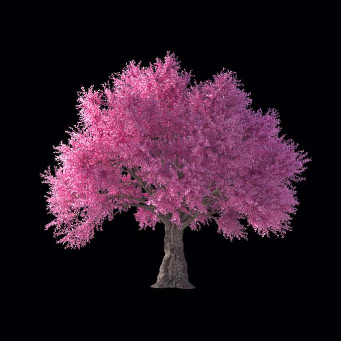 【4K】粉色树 樱花树 桃树