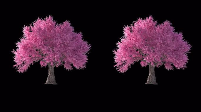 【4K】粉色树 樱花树 桃树
