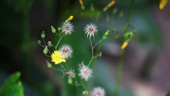 花开花了春风春分盛开2645