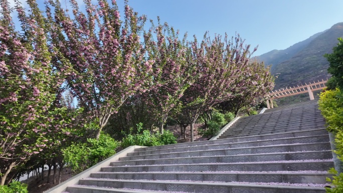 樱花花瓣坠落慢动作镜头