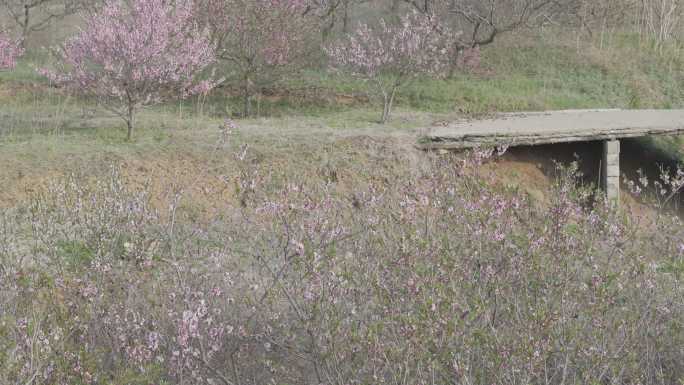 航拍威海经区崮山镇盐滩村春季山野桃花