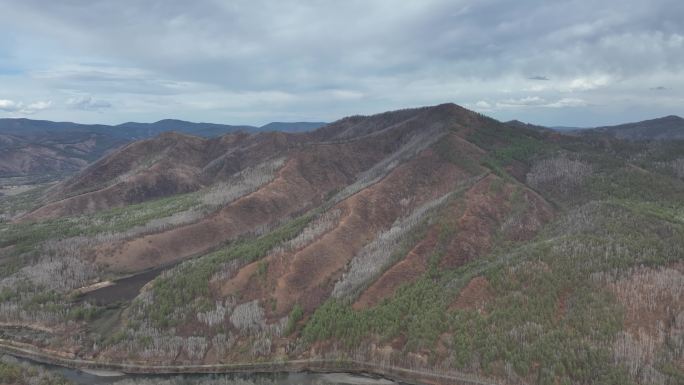 早春新绿山林风景