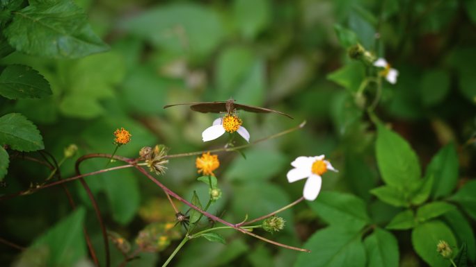 蝴蝶白花鬼针草开花春雷春雨春天2714