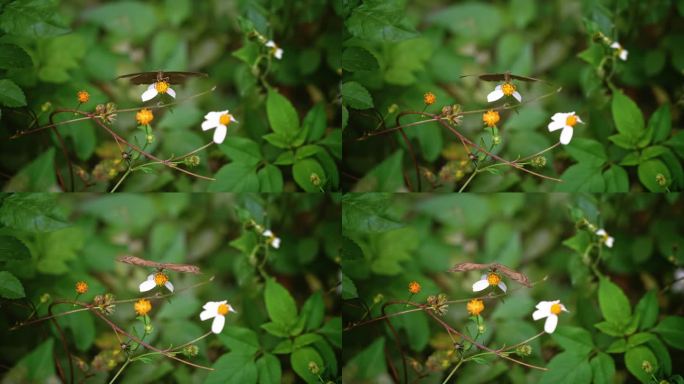 蝴蝶白花鬼针草开花春雷春雨春天2714