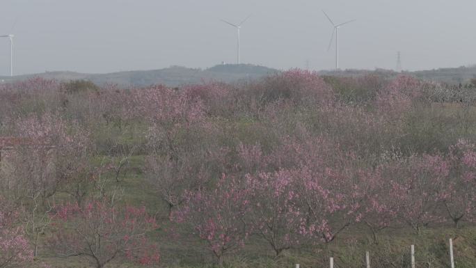 航拍威海经区崮山镇盐滩村春季山野桃花