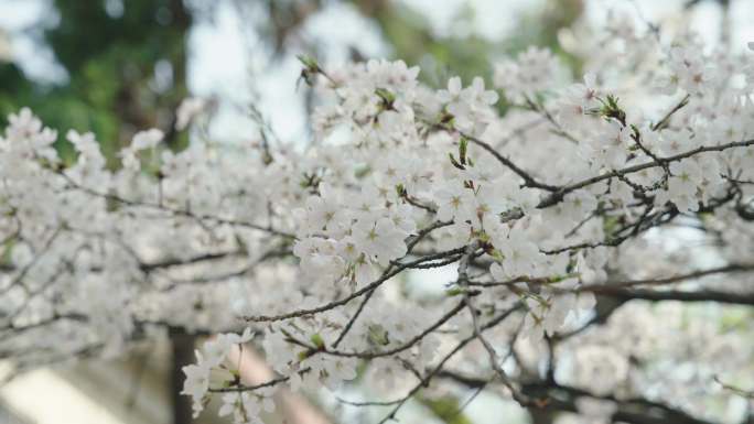 南京鸡鸣寺珍珠河樱花