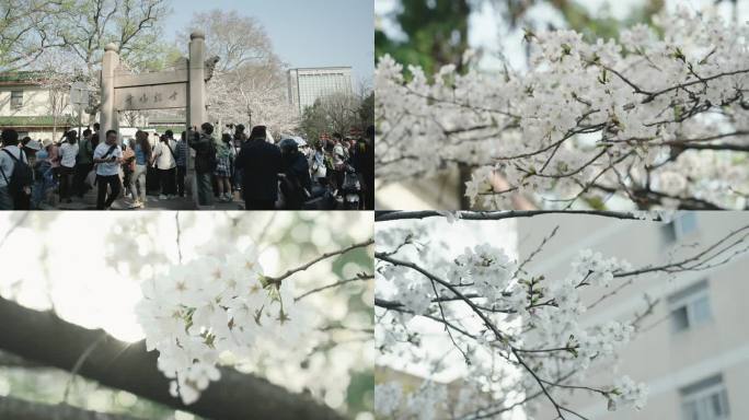 南京鸡鸣寺珍珠河樱花