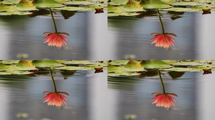 城市公园池塘上的睡莲花朵4K
