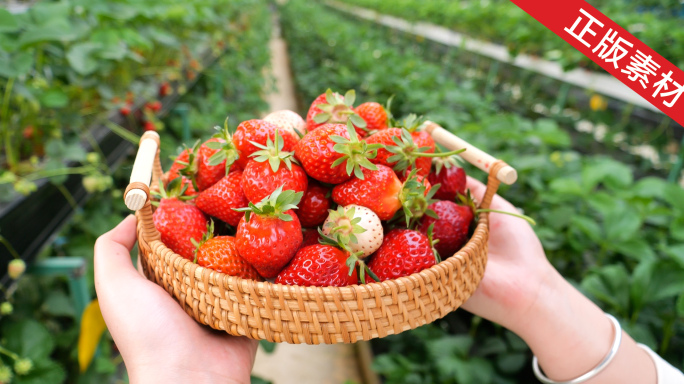 草莓采摘 唯美草莓 农家乐 乡村振兴