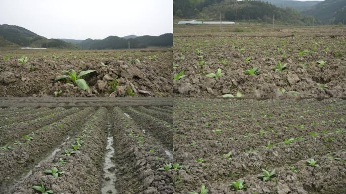 烟草小苗 播种烟苗 烟叶苗 烟草烟田