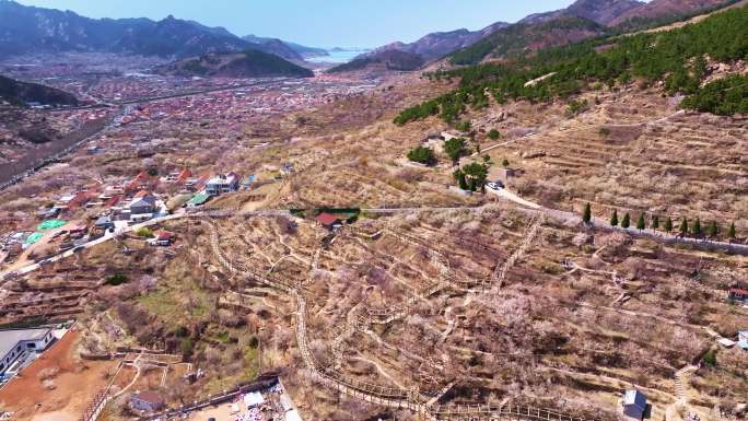 崂山大崂樱桃谷 崂山水库 樱花 崂山春天